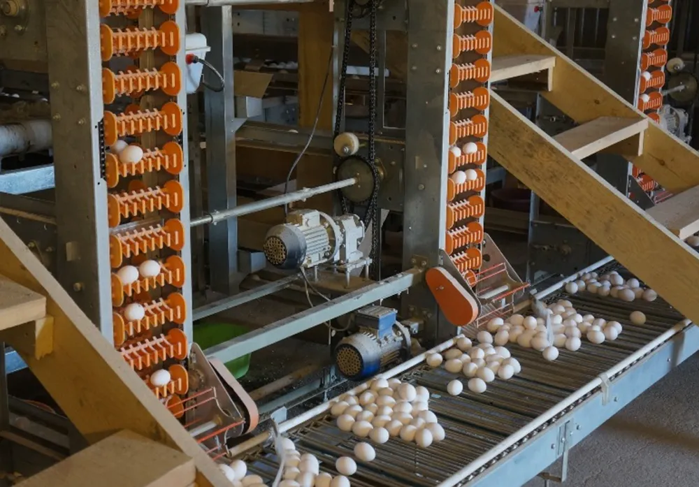 Автоматическая система сбора яиц для уток-несушек2