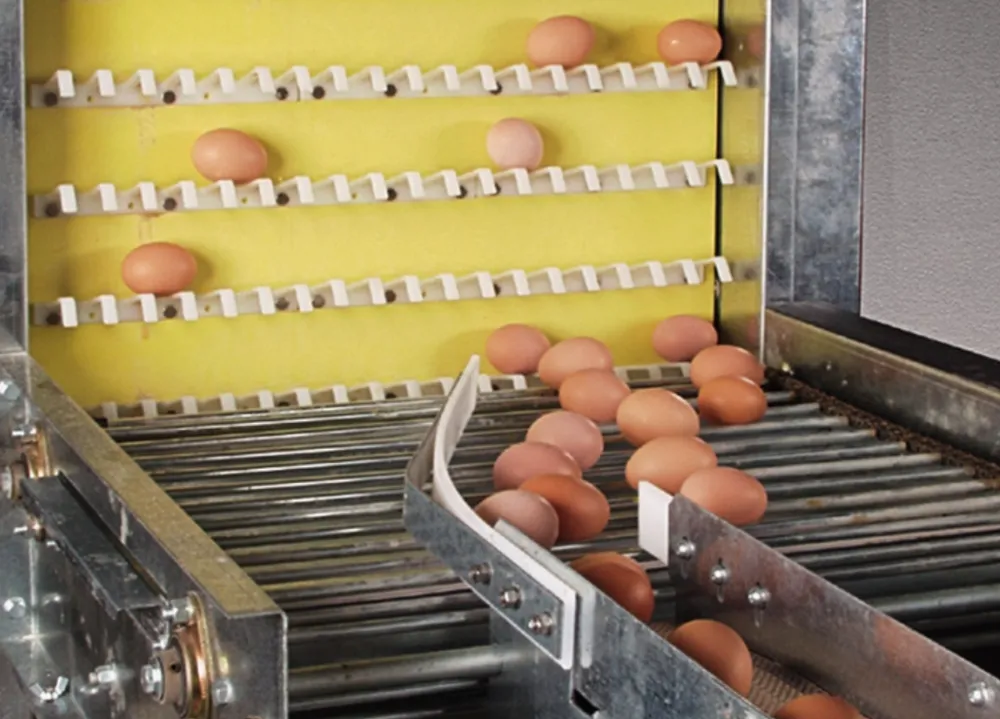 Автоматическая система сбора яиц для уток-несушек3