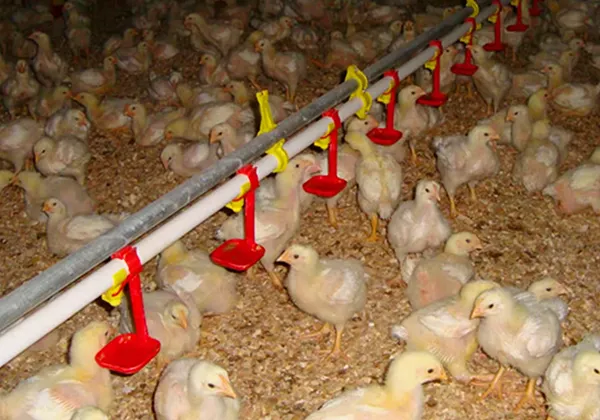 Круглотрубный ниппельный водопровод для птицы2