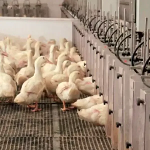 Разведение уток в клетках2