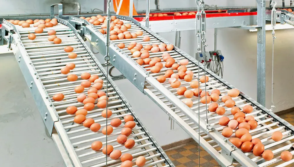 Система сбора яиц с функцией очистки1