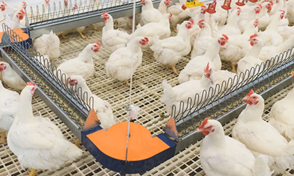 Цепная желобковая линия кормления для кур2