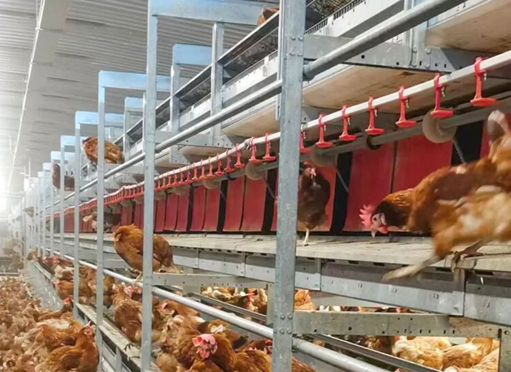 Клетка обогащенной среды для кур-несушек1