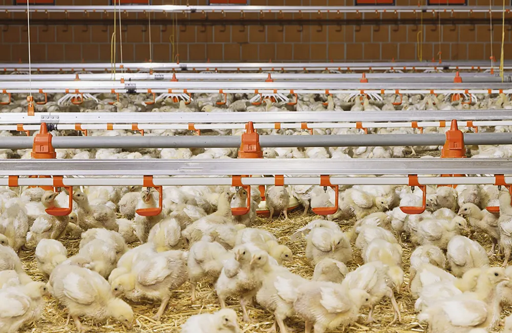 Круглотрубный ниппельный водопровод для птицы1