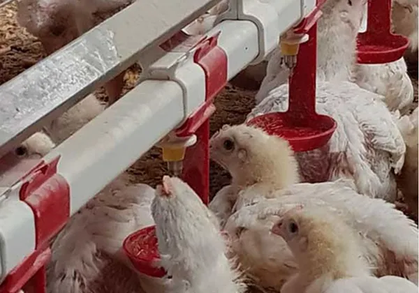 Круглотрубный ниппельный водопровод для птицы3