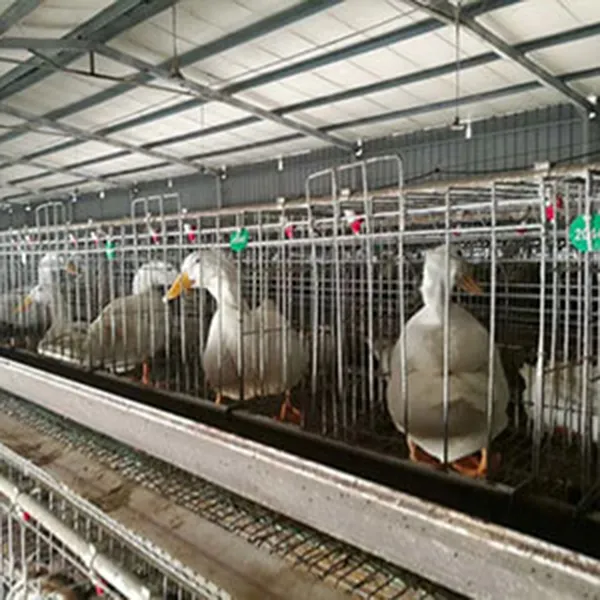 Разведение уток в клетках1