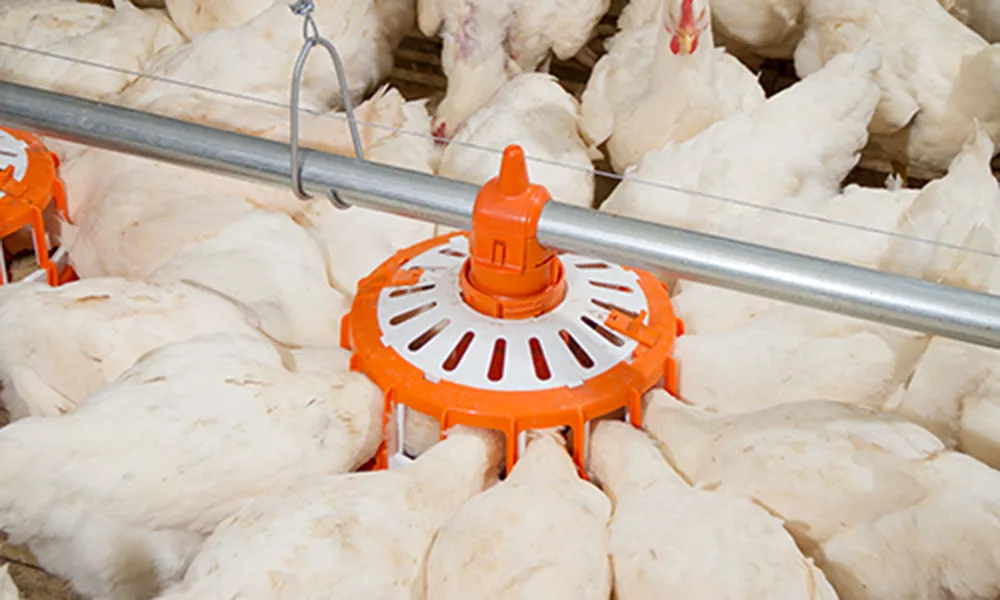 Сcrew - доставочная система кормления для бройлеров4