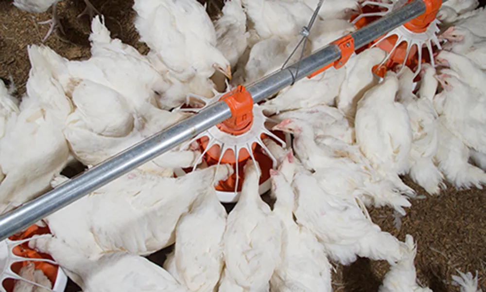 Сcrew - доставочная система кормления для бройлеров5