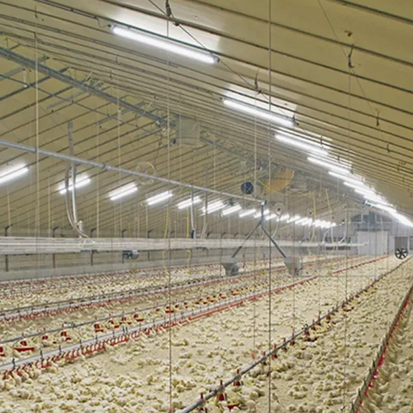 Светодиодная лампа для птичника3