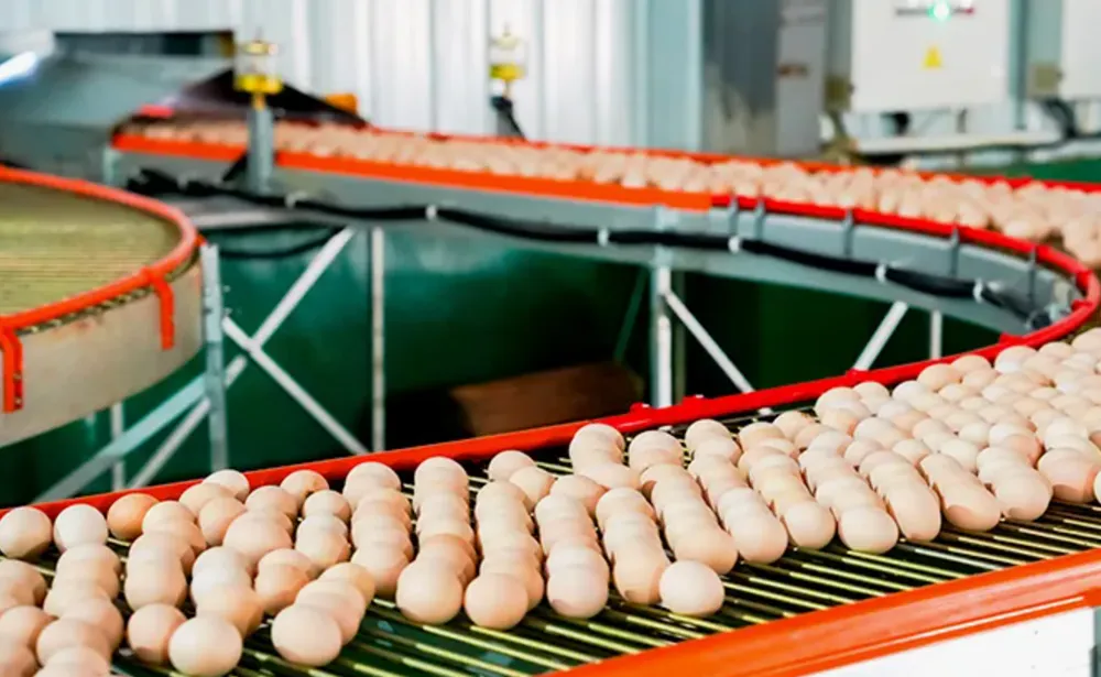 Система сбора яиц с функцией очистки3