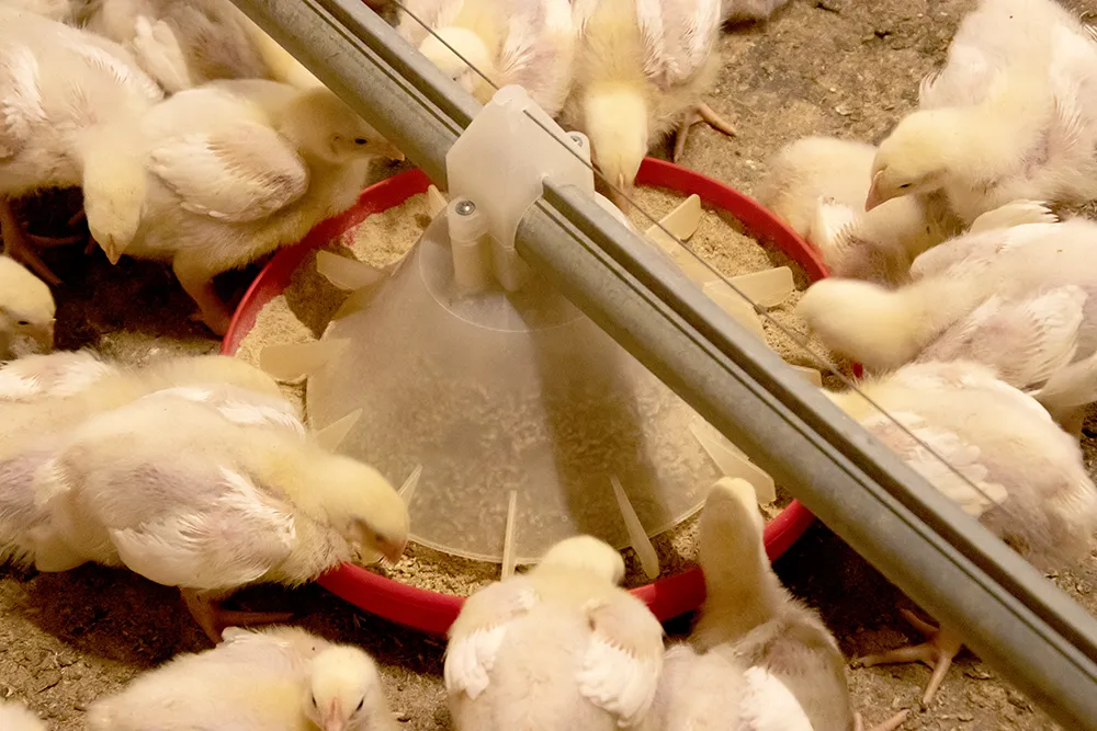 Шнековая линия дозированного кормления племенных куриц2