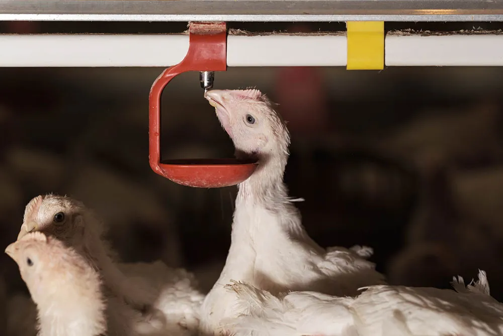 капельная поилка для бройлеров1