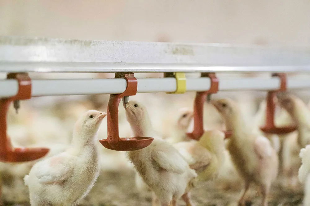 капельная поилка для бройлеров2